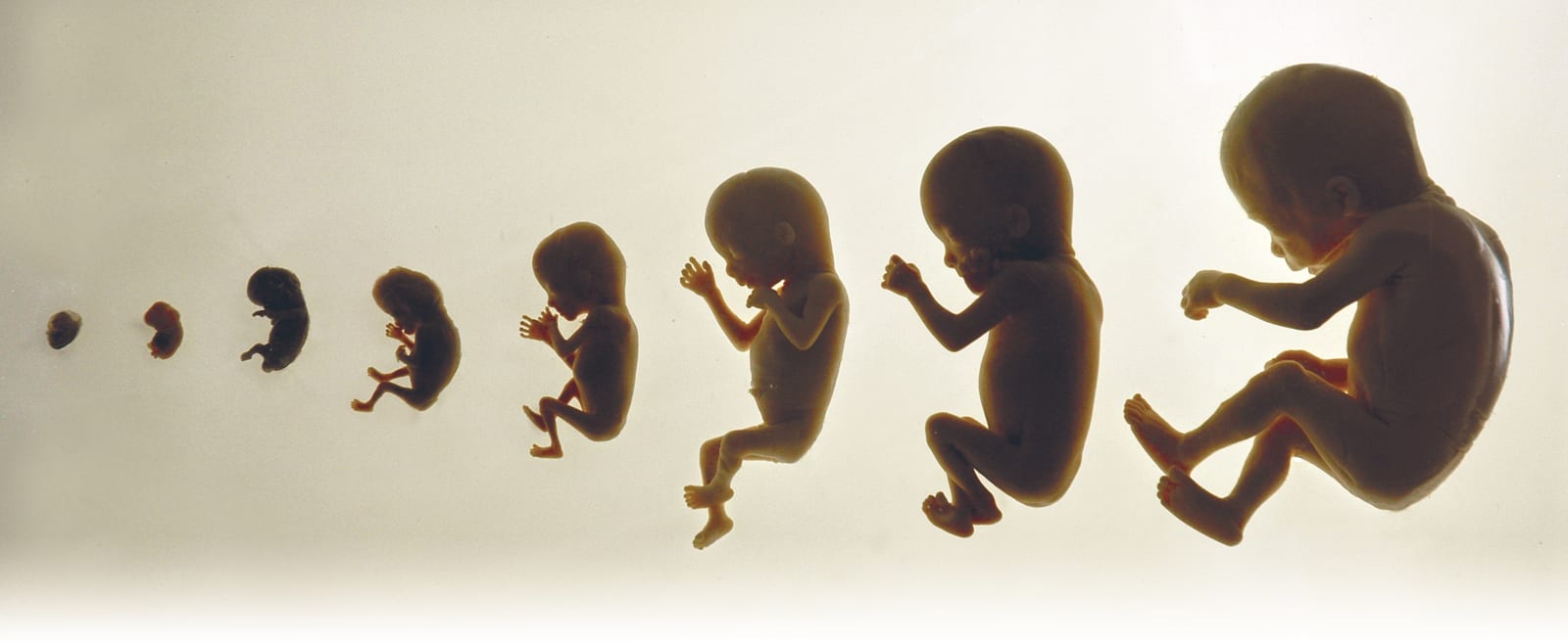 Vom Embryo zum Baby: Die faszinierende Entwicklung im Mutterleib
